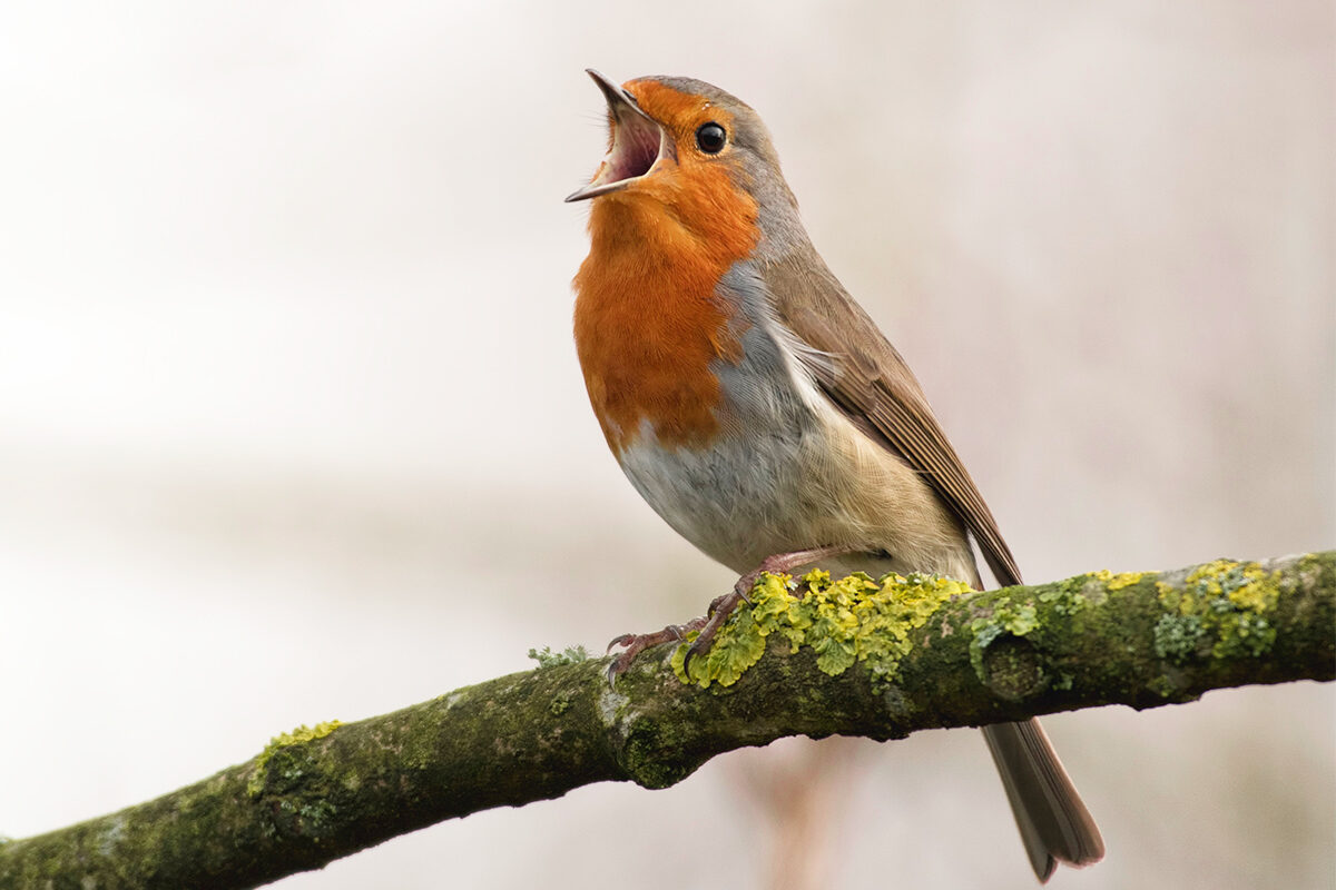 ML-GartenPlus_Galabau-Coesfeld_Artikel_Kontakt_01