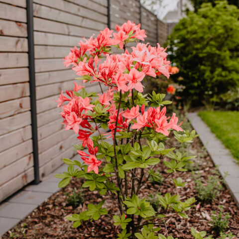 ML-GartenPlus_Galabau-Coesfeld_Referenzen_Umbaugarten_Velen_Beet_Detail