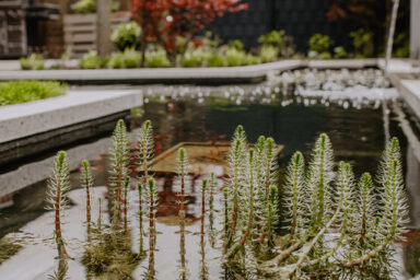 ml_gartenplus_blog_teichpflege