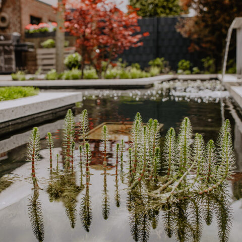 ml_gartenplus_blog_teichpflege