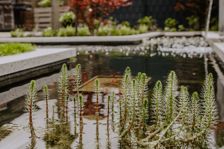 ml_gartenplus_blog_teichpflege