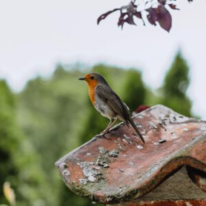 ML-GartenPlus_Galabau-Coesfeld_Referenzen-Garten-mit-Cortenstahlelementen-in-Coesfeld-Detail