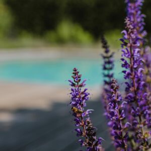 ML-GartenPlus_Galabau-Coesfeld_Referenzen-Poolgarten-Raesfeld-Detail