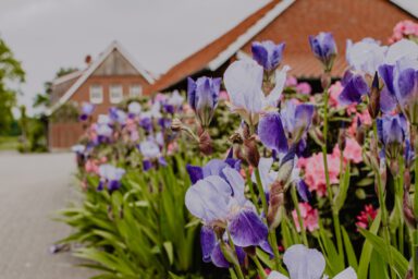 ML Garten Plus_Garten- und Landschaftsbau_Coesfeld_Pflanzenkombination