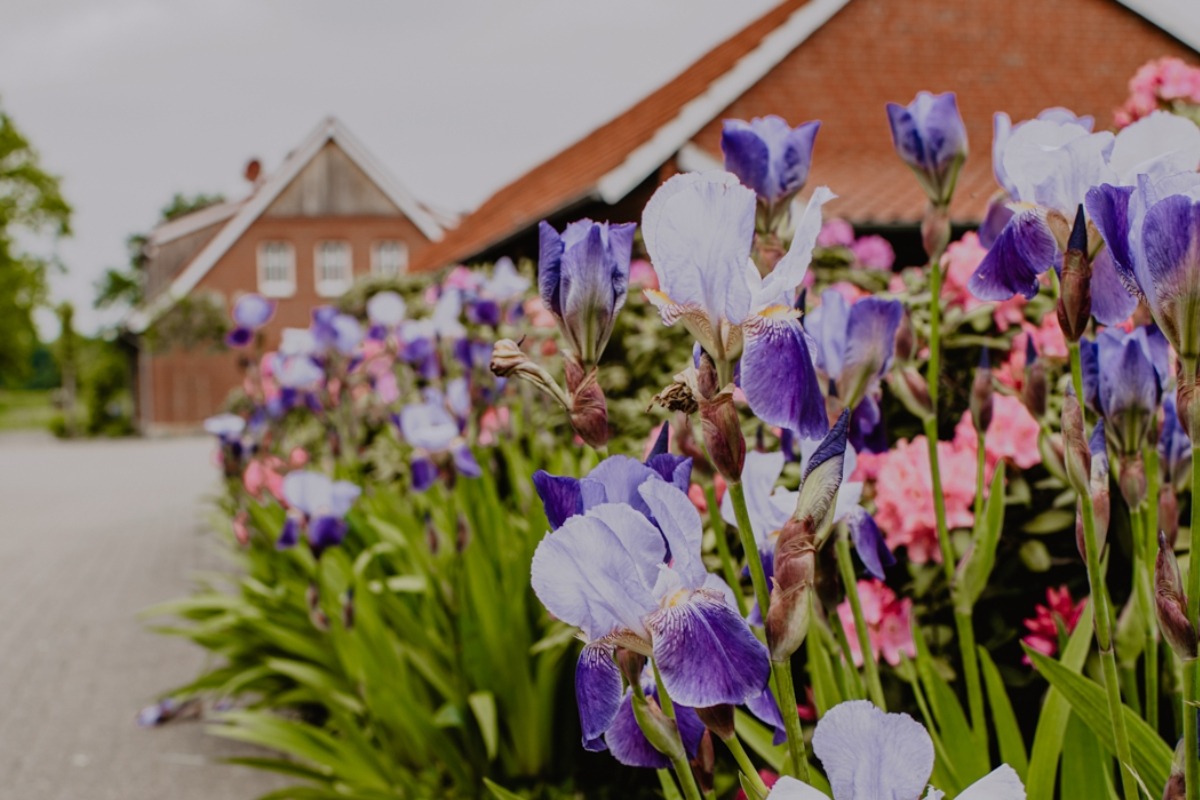 ML Garten Plus_Garten- und Landschaftsbau_Coesfeld_Pflanzenkombination