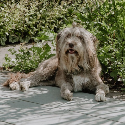 Mitarbeiterportrait Bürohund Amy - Feel Good Manager