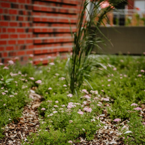 ML-GartenPlus_Galabau-Coesfeld_gewerbe_oeffentlich_referenz-Rosendahl-Quartier-Detail